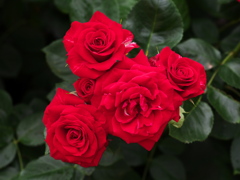 薔薇の微笑み♪19