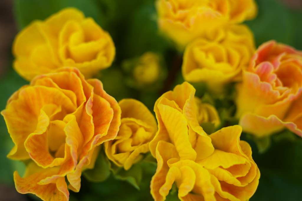 は～るよ来い♪4