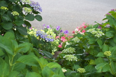 6月は紫陽花色♪3