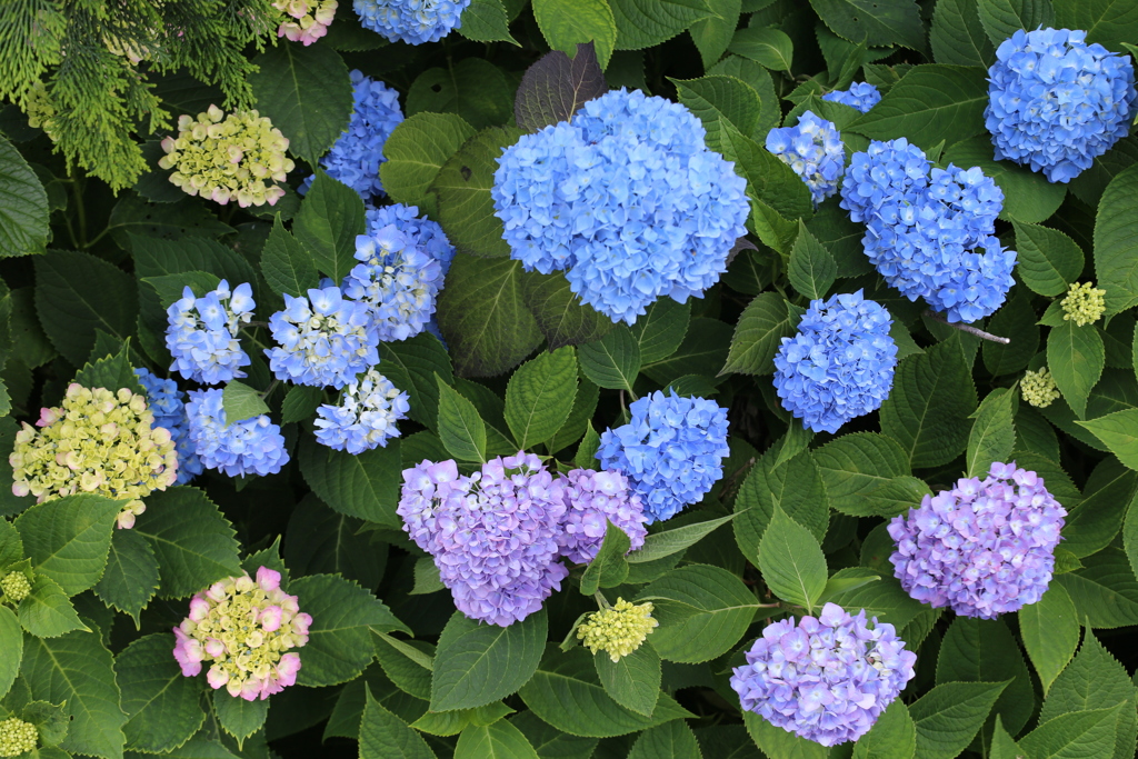 6月は紫陽花色♪10