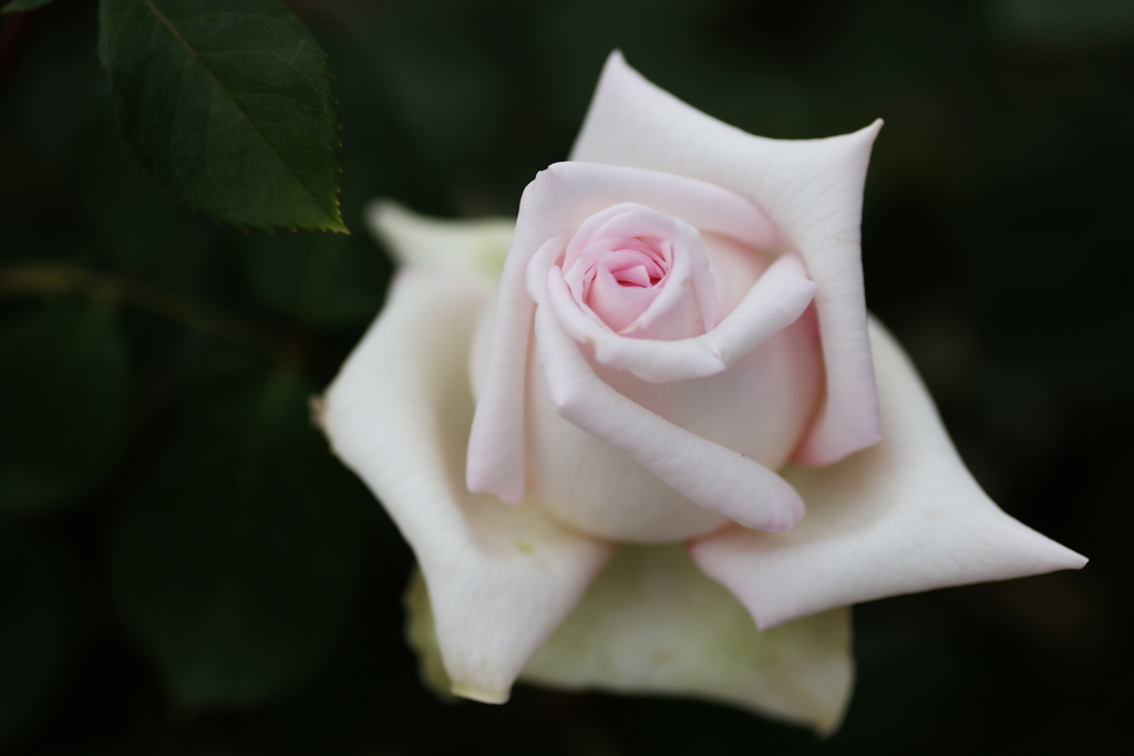 敷島公園の薔薇♪1