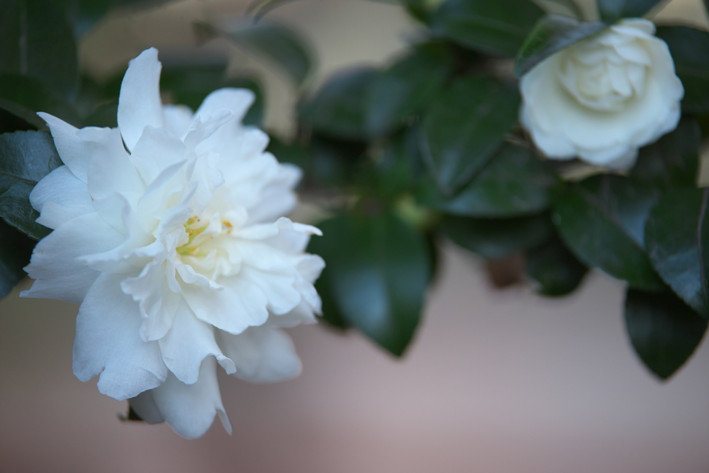 冬の花♪1