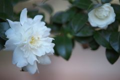 冬の花♪1