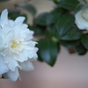 冬の花♪1
