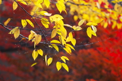 紅葉・日光♪5