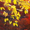 紅葉・日光♪5