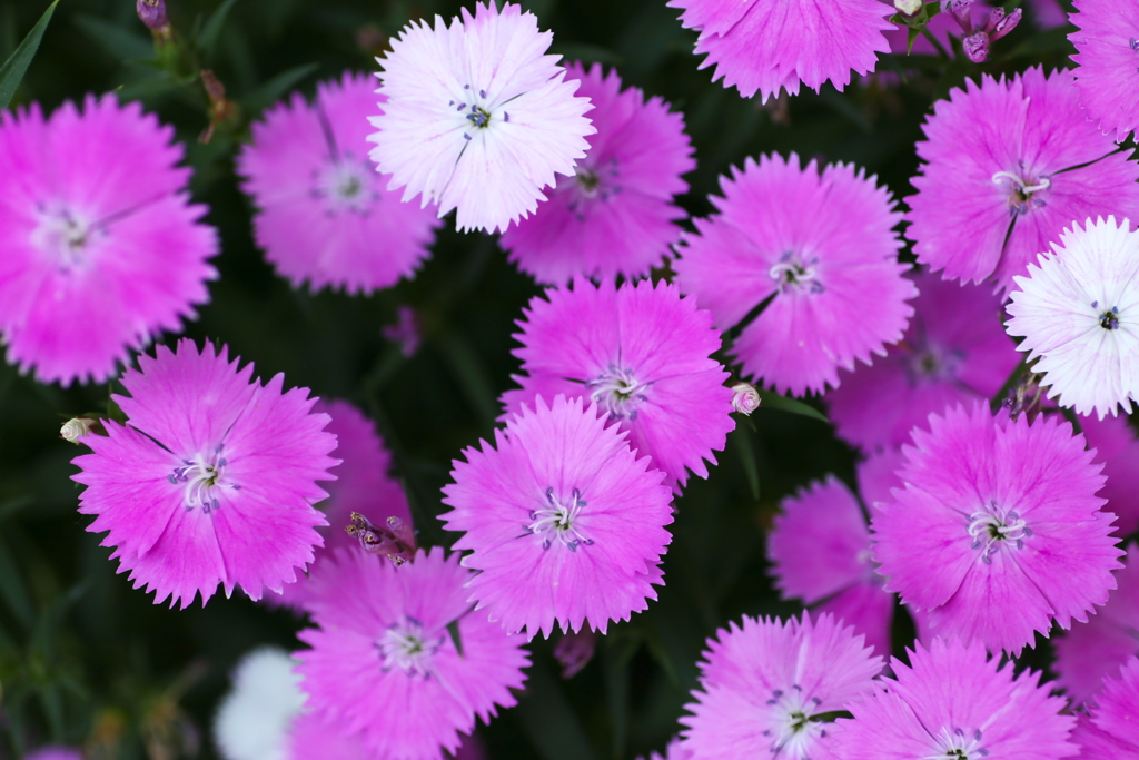 はないろ2019♪11