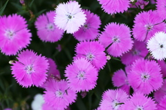 はないろ2019♪11