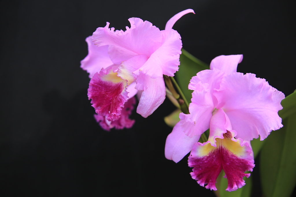 洋ラン美術館♪6