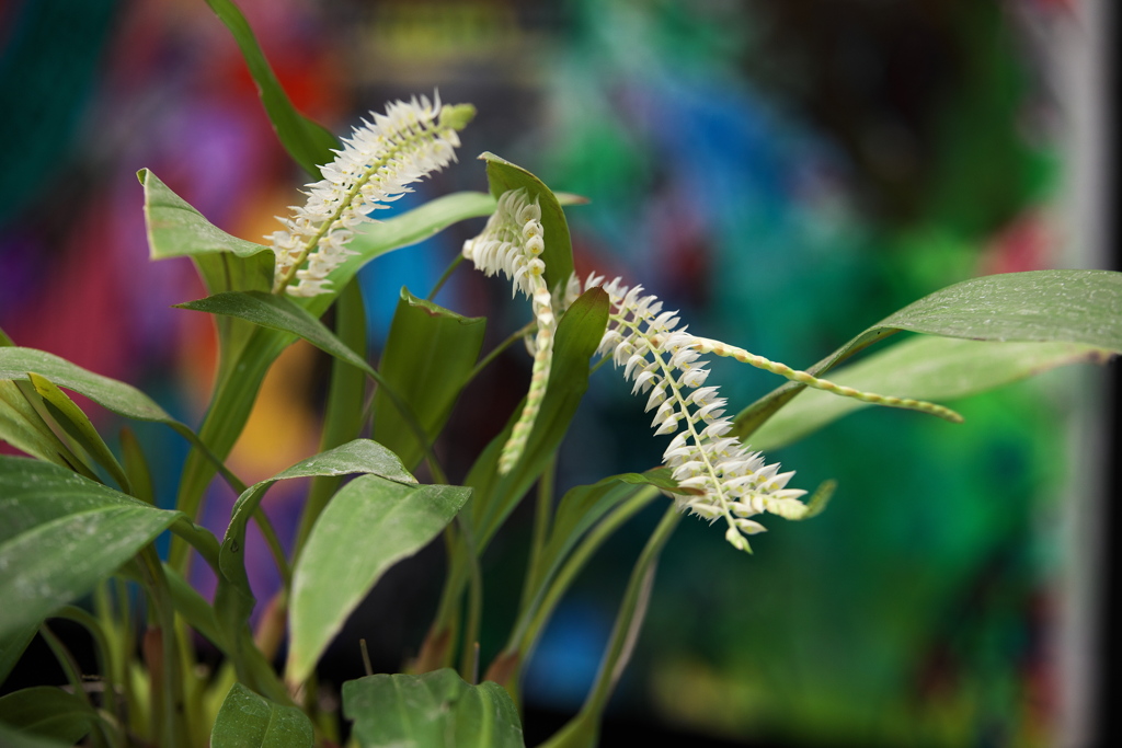 洋ラン美術館♪8