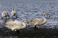 多々良沼の白鳥さん♪１