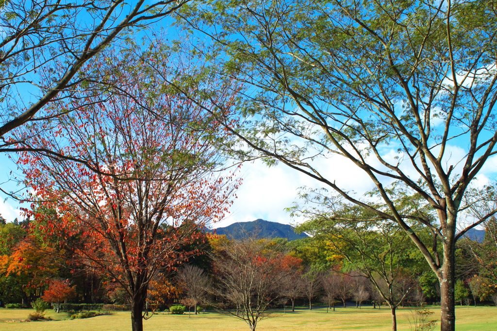 日光の秋・だいや川公園