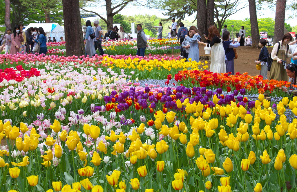 海浜公園のチューリップ♪5