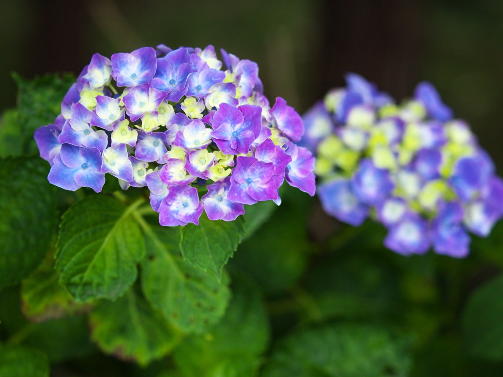 紫陽花の頃♪4