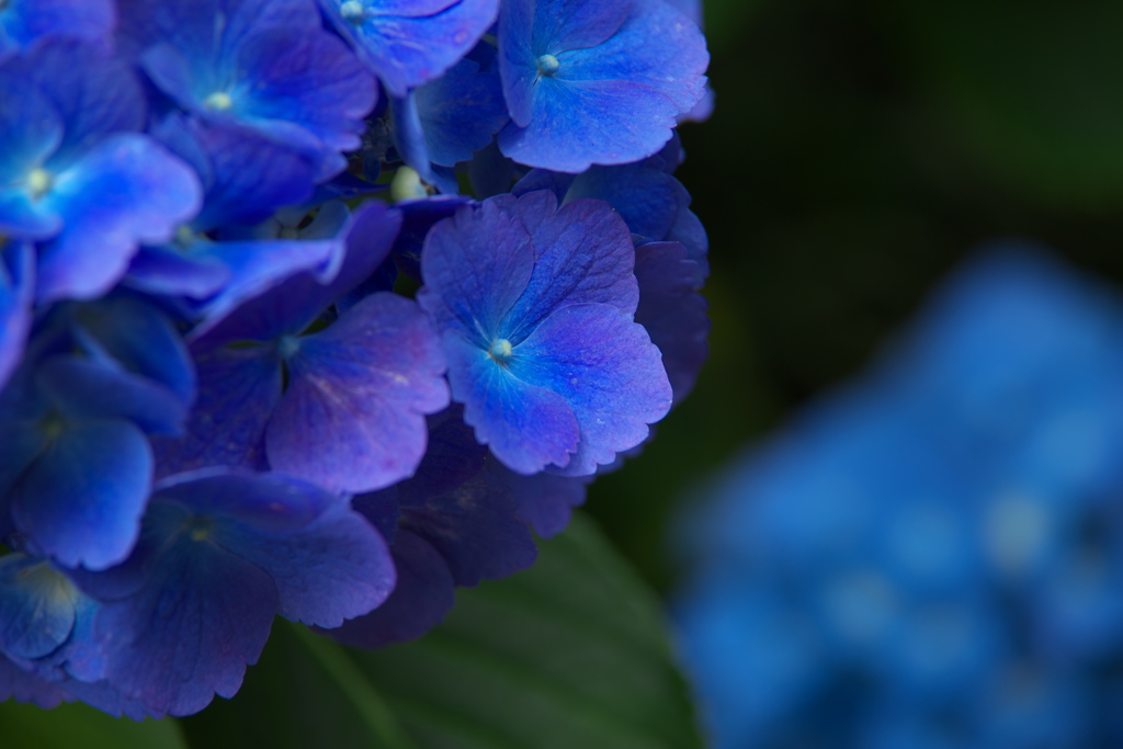 紫陽花・とちぎ花センター♪10