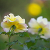 薔薇かおる頃♪4