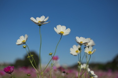 鬼怒グリーンパークの秋桜♪1