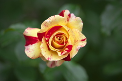 薔薇かおる頃Ⅱ♪5