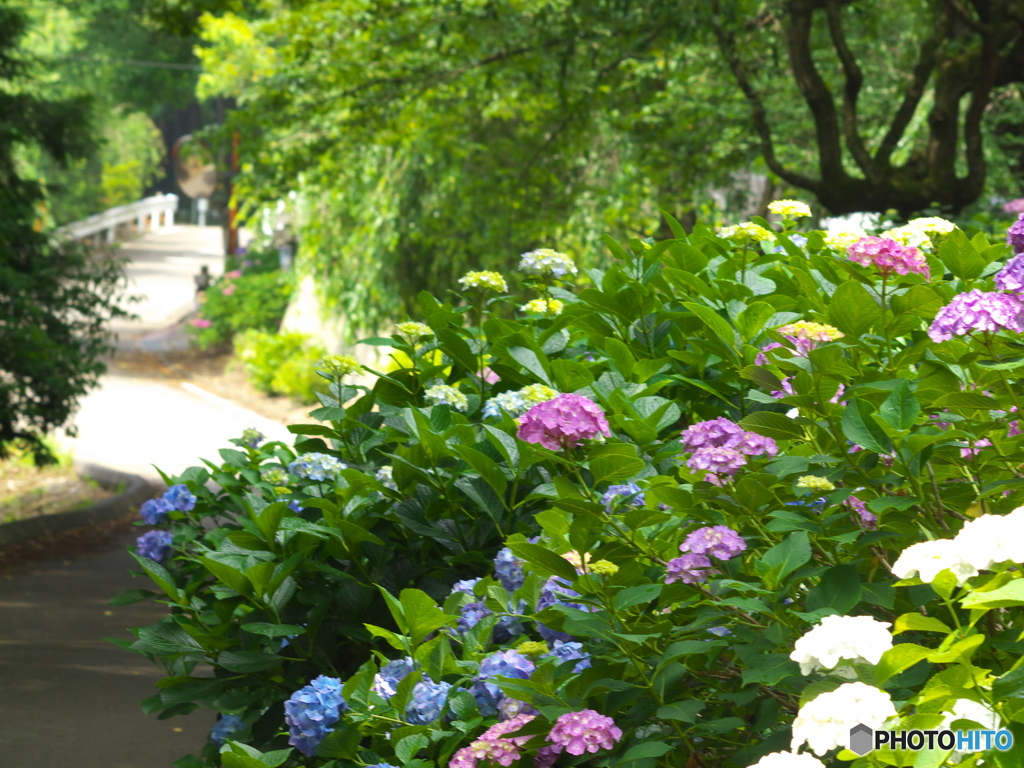 太平山の紫陽花♪10