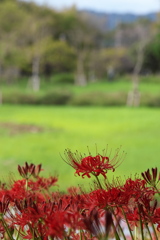 彼岸花の頃♪2