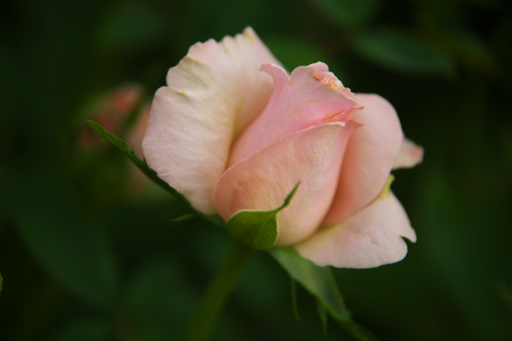 薔薇の微笑み♪8