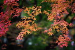 古峰神社の秋♪10