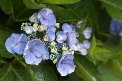 6月は紫陽花色♪5