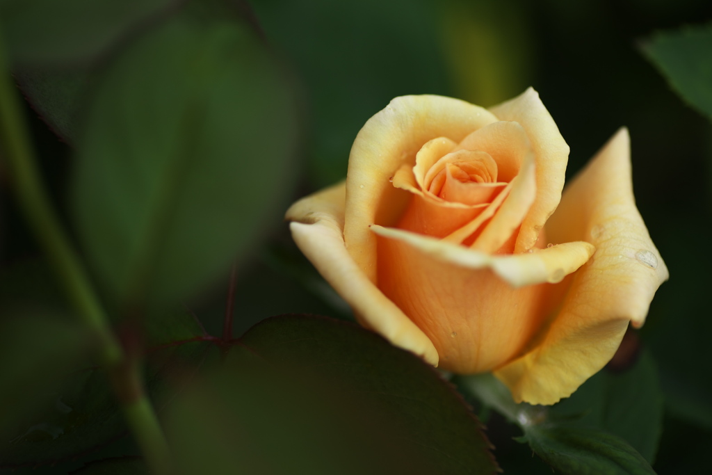 秋の薔薇♪11