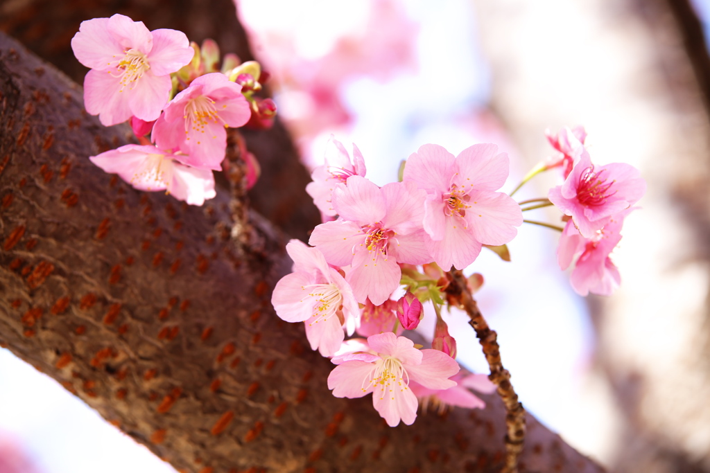公園の河津桜♪2