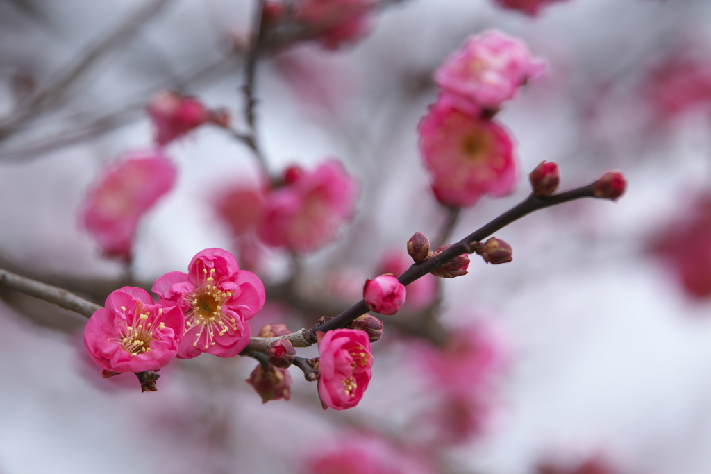 公園に春を呼ぶ♪7