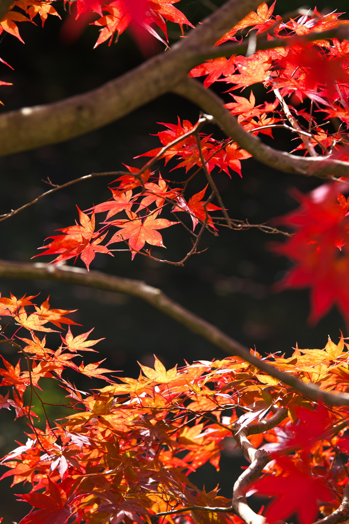 紅葉・逍遥園♪9