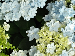 紫陽花シンフォニー♪12