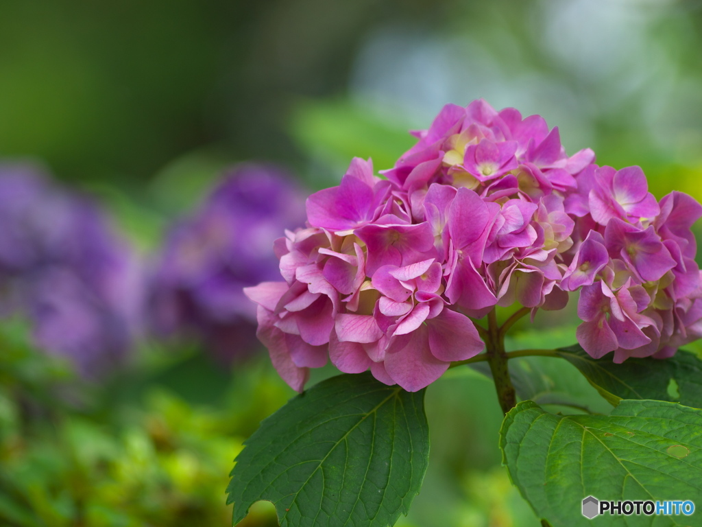 太平山の紫陽花♪１