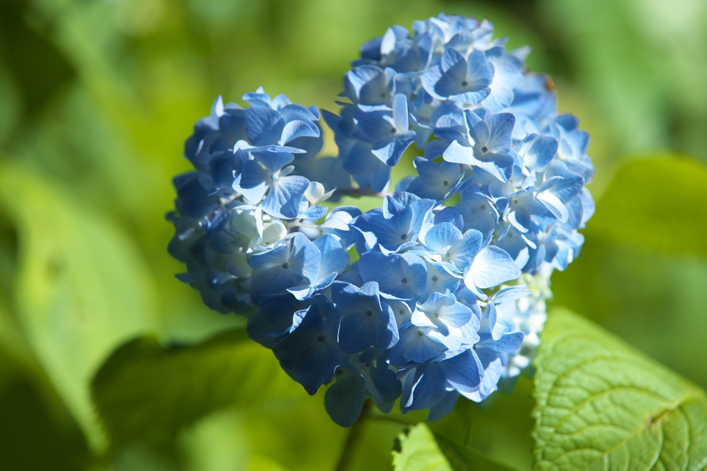 紫陽花・権現堂公園♪6