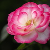 秋の薔薇♪10