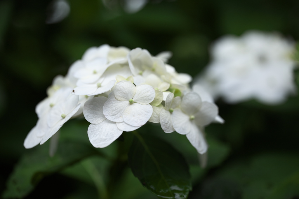 紫陽花・日枝神社♪3