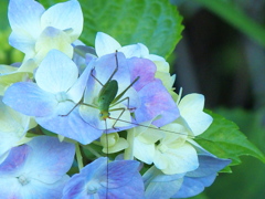 太平山の紫陽花♪15