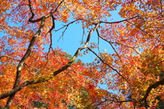 渓流沿いの華♪10