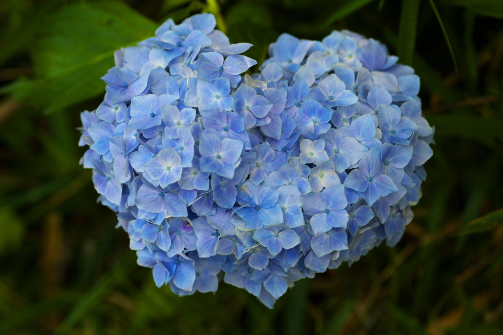 太平山の紫陽花♪13