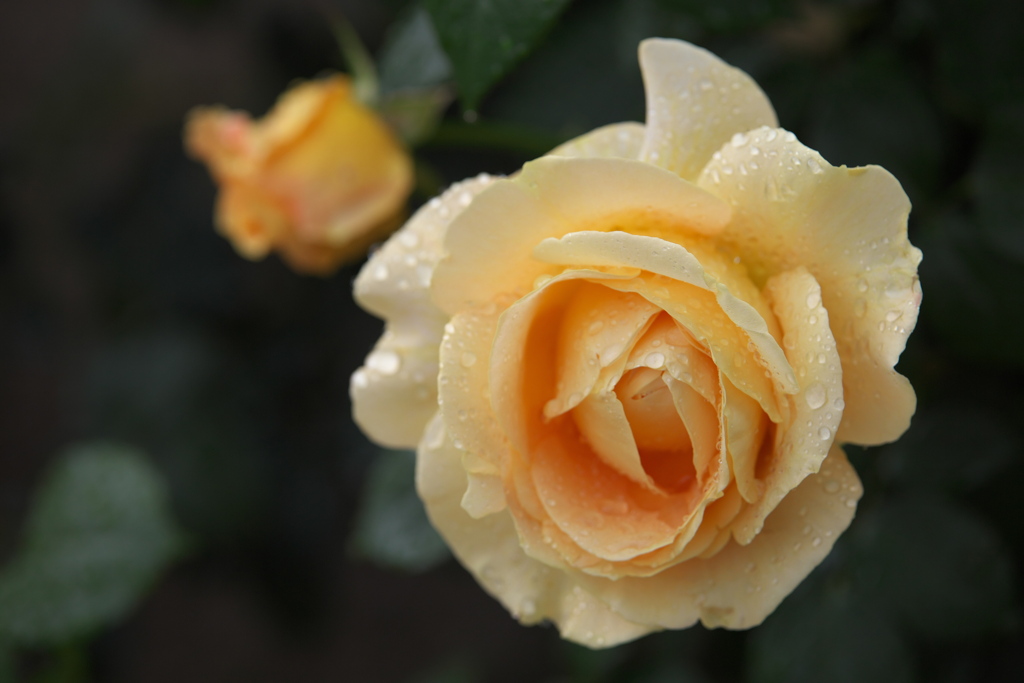 思い出の薔薇♪2