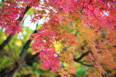 古峰神社の秋♪２