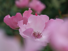 薔薇の微笑み♪15