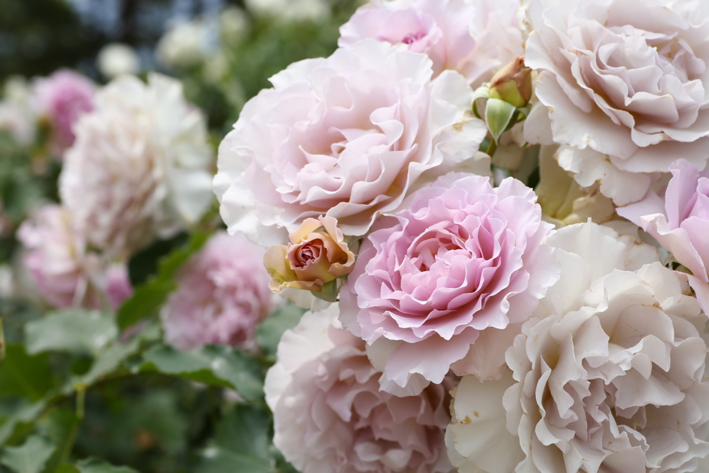 敷島公園の薔薇♪4