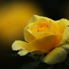井頭公園の薔薇♪８
