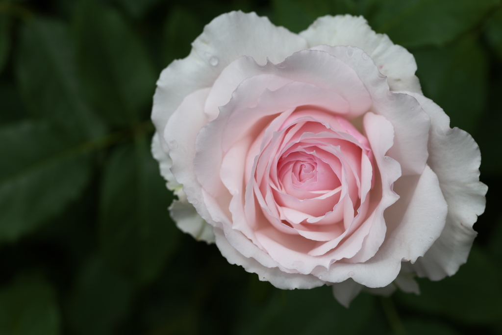 初夏のフラワーパーク♪22