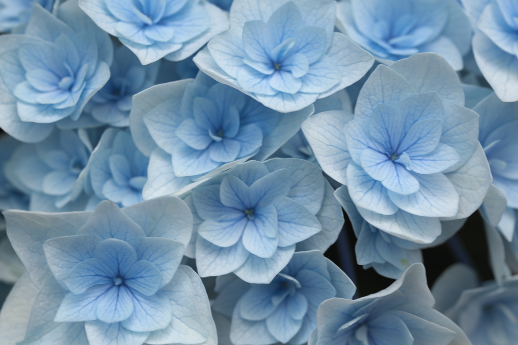 紫陽花の頃♪4