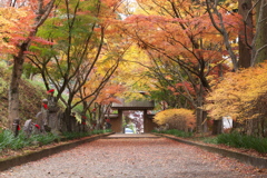 紅葉・金蔵院Ⅲ♪5