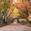 紅葉・金蔵院Ⅲ♪5