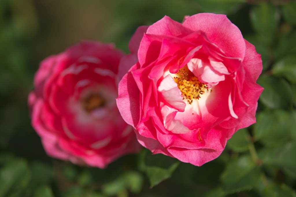 秋の薔薇♪15