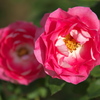 秋の薔薇♪15
